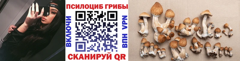 Псилоцибиновые грибы Cubensis  Южно-Сухокумск 